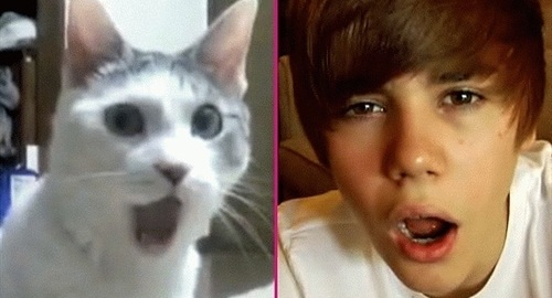 Justin Bieber cat