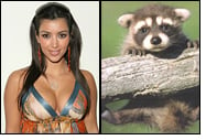 Kim Kardashian and a Baby Raccoon