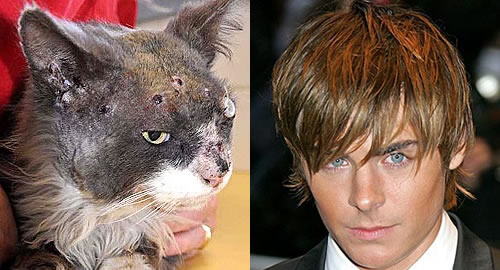 Zac Effron shoots a cat. Zac Efron shot an Australian cat named Smokey 13 times in the head with an air rifle, but the cat still found his way home after this vicious act of animal cruelty.