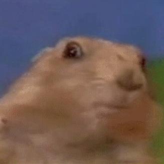 Chipmunk
